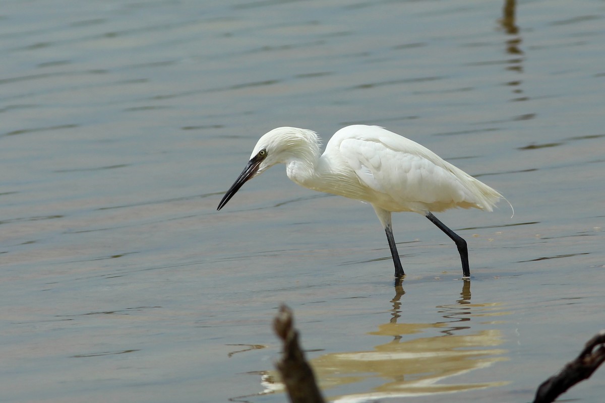 Reddish Egret - ML638316813