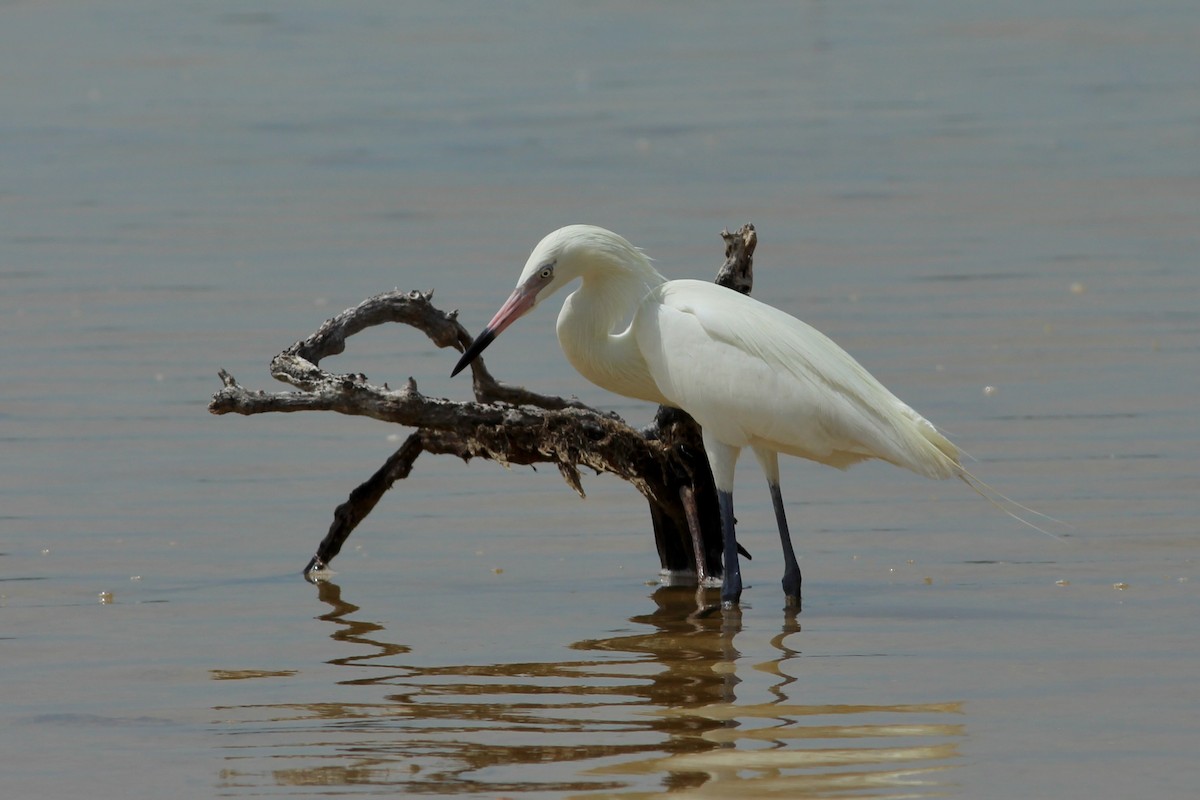 Reddish Egret - ML638316814