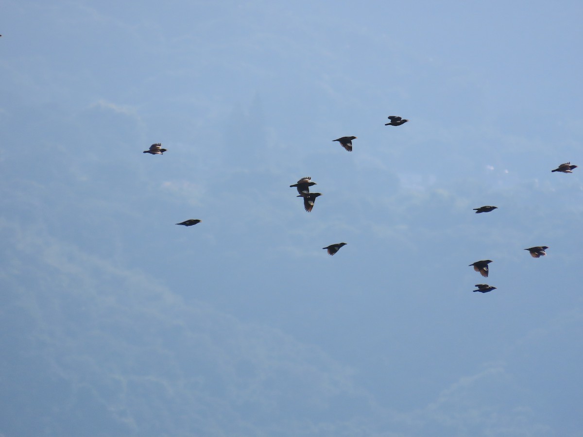 Javan Myna - ML638316834