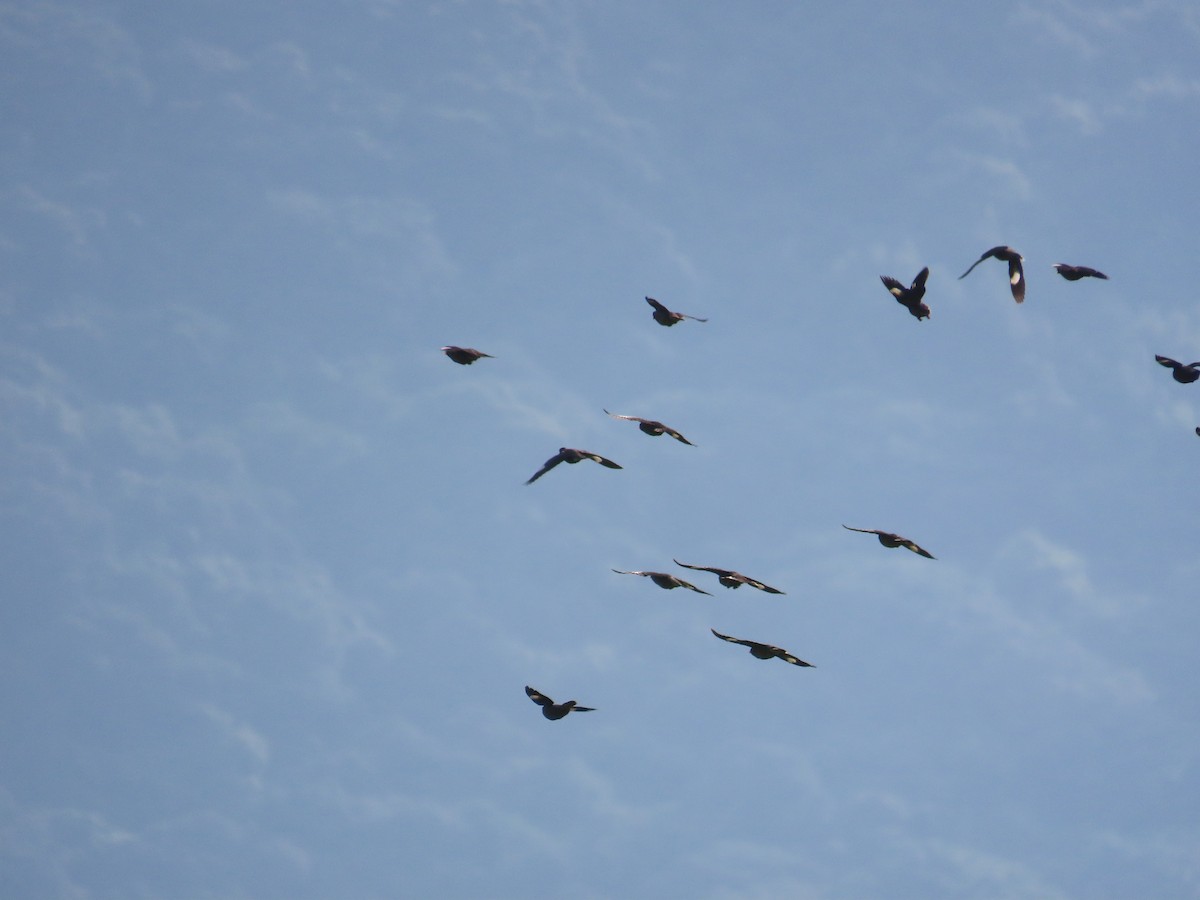 Javan Myna - ML638316835