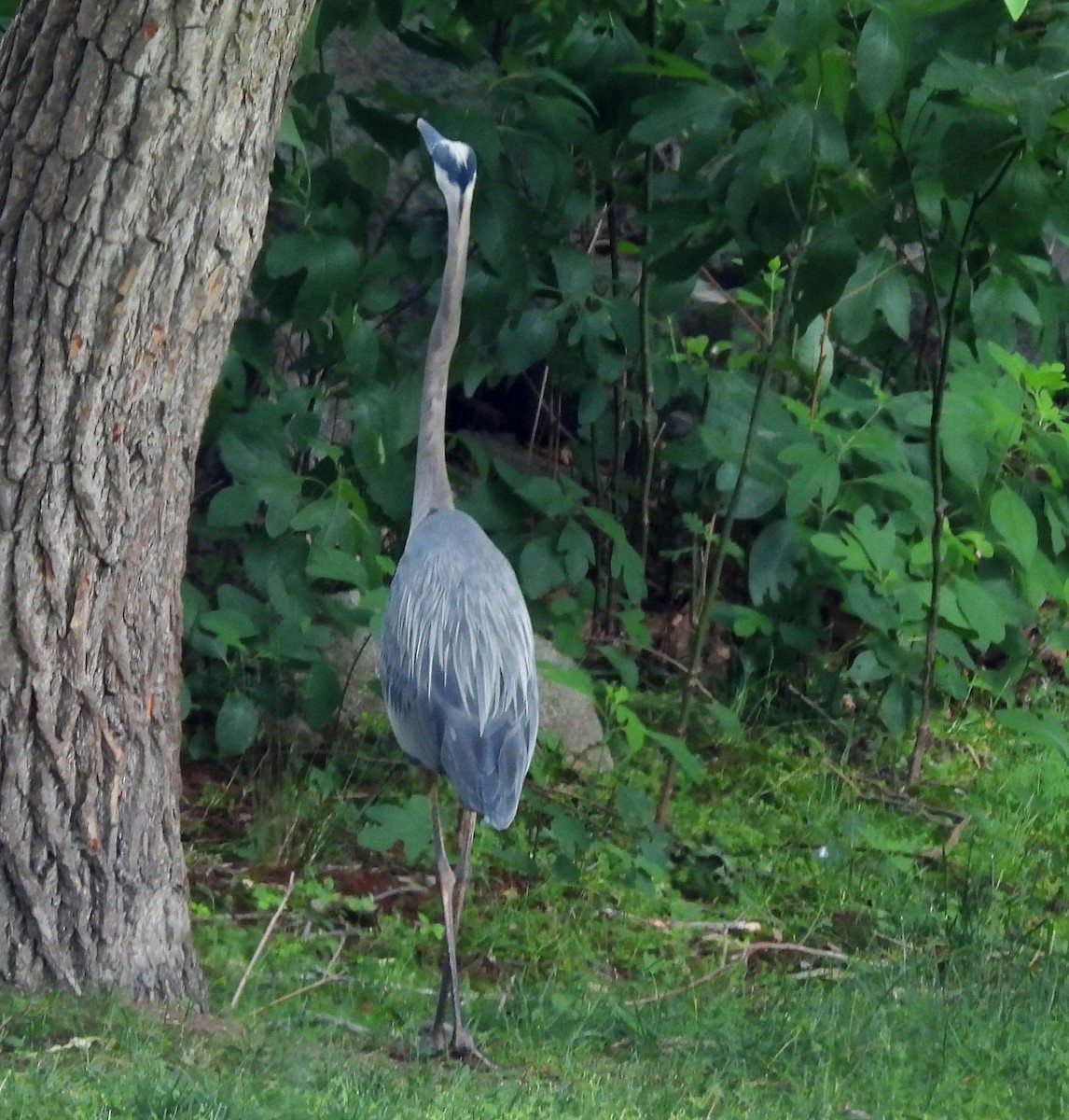 Great Blue Heron - ML638316837