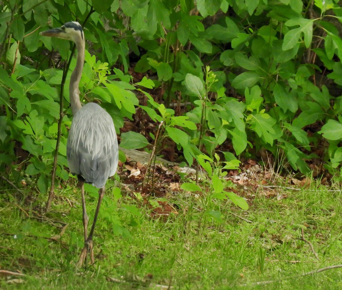 Great Blue Heron - ML638316838