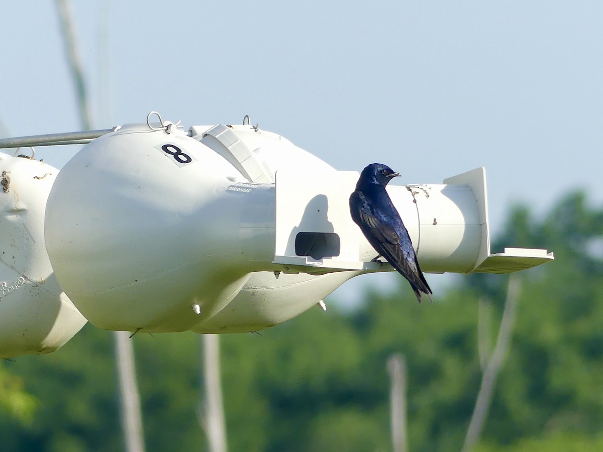 Purple Martin - ML638316856