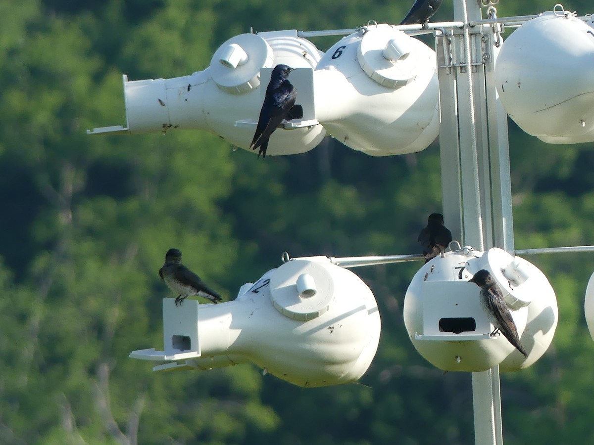 Purple Martin - ML638316857