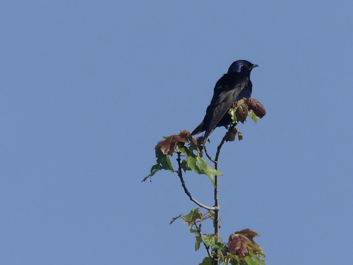 Purple Martin - ML638316858