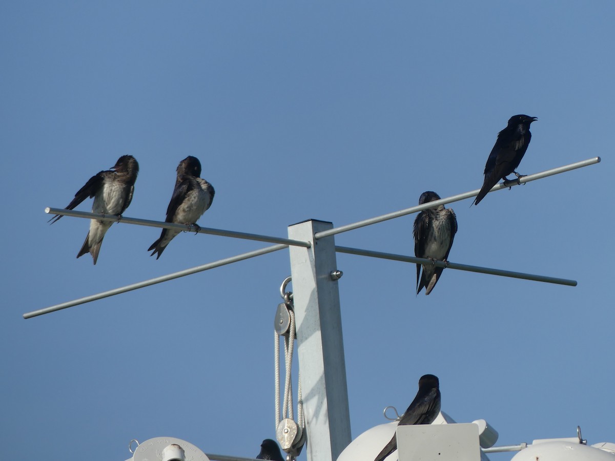 Purple Martin - ML638316859