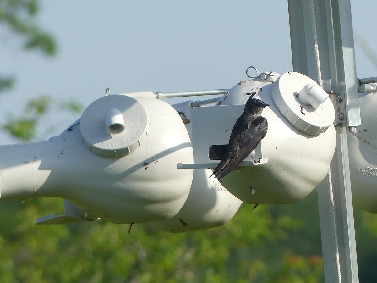 Purple Martin - ML638316861