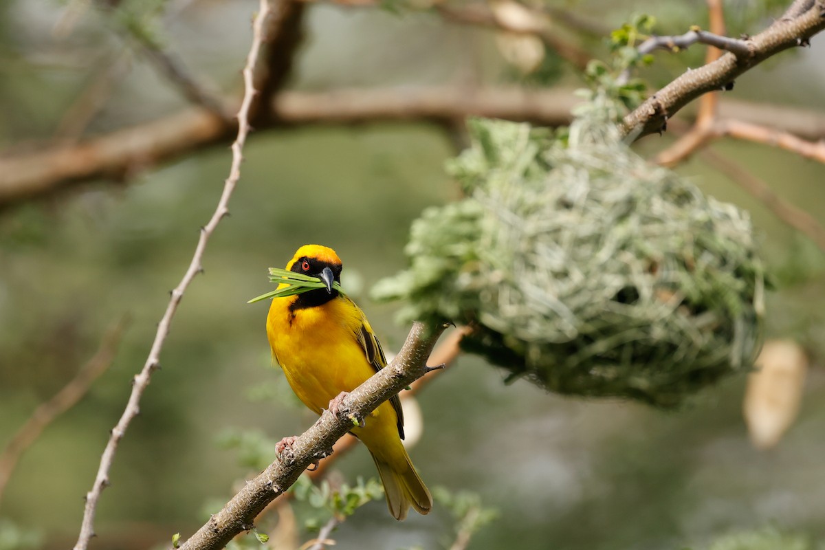 Southern Masked-Weaver - ML638316878