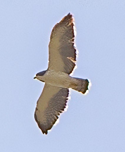 Short-tailed Hawk - ML638316886