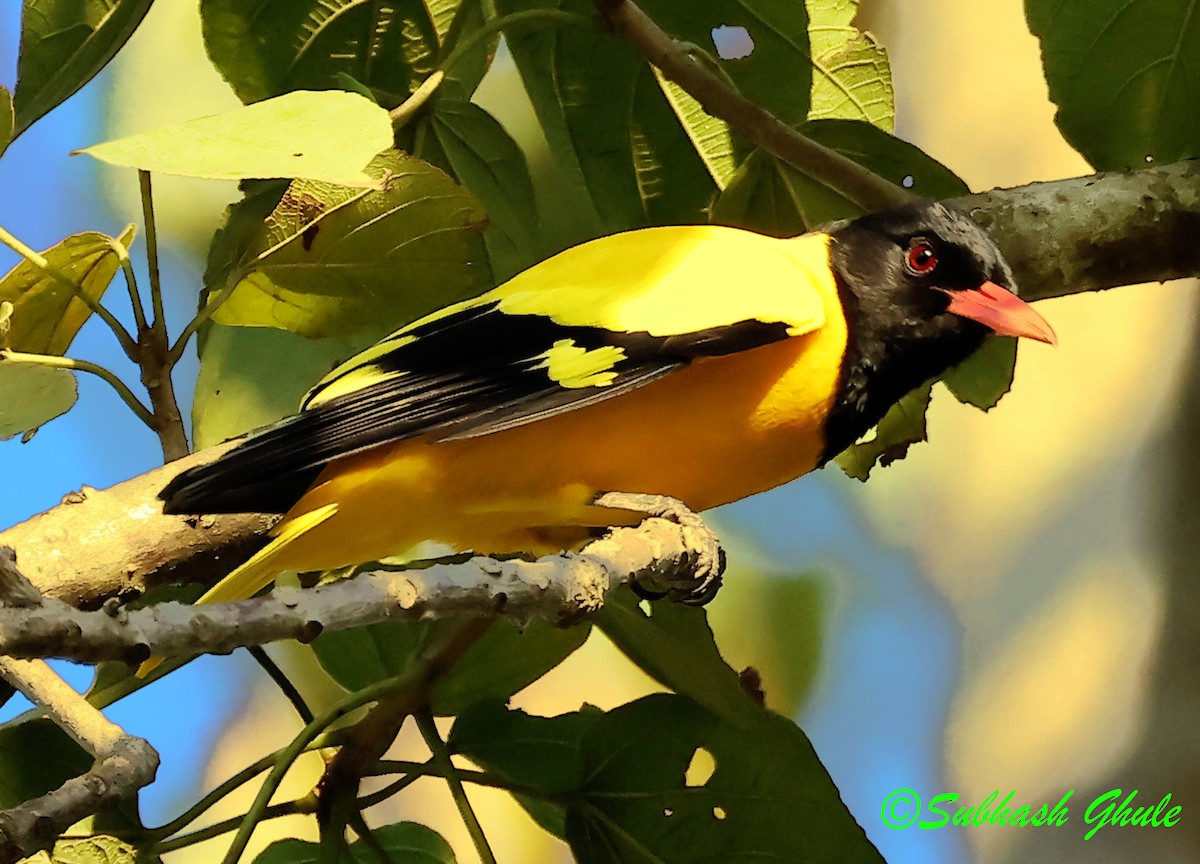 Black-hooded Oriole - ML638316891