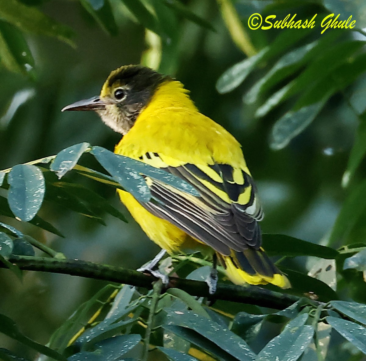 Black-hooded Oriole - ML638316892