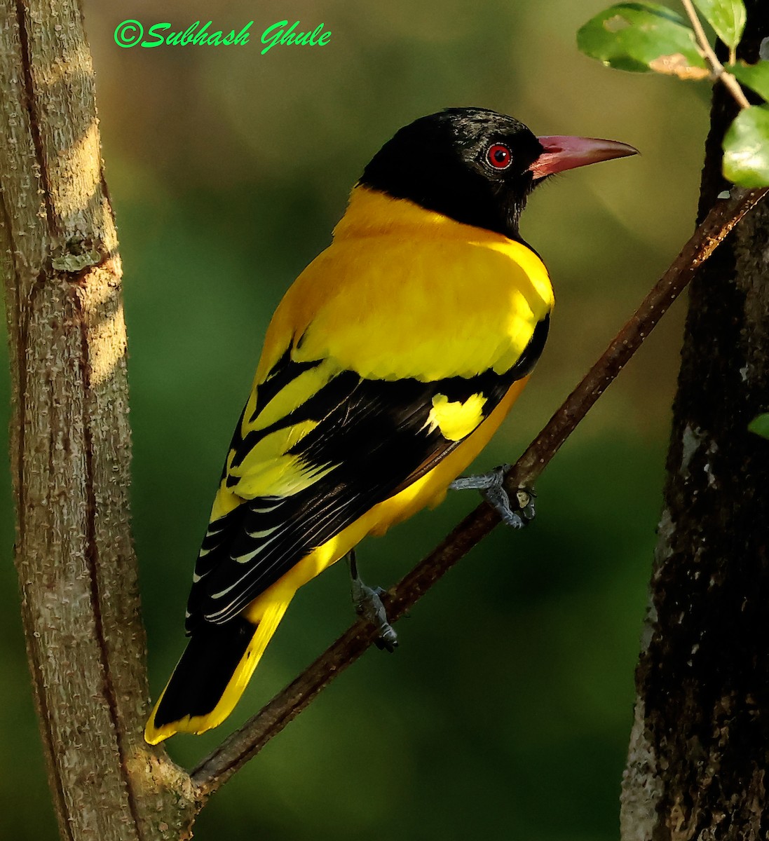Black-hooded Oriole - ML638316893