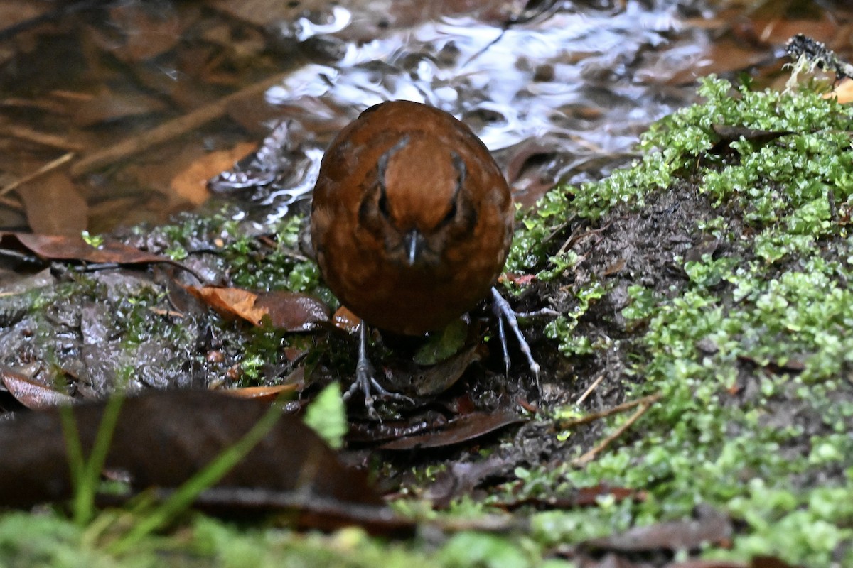 Chestnut Antpitta - ML638316895