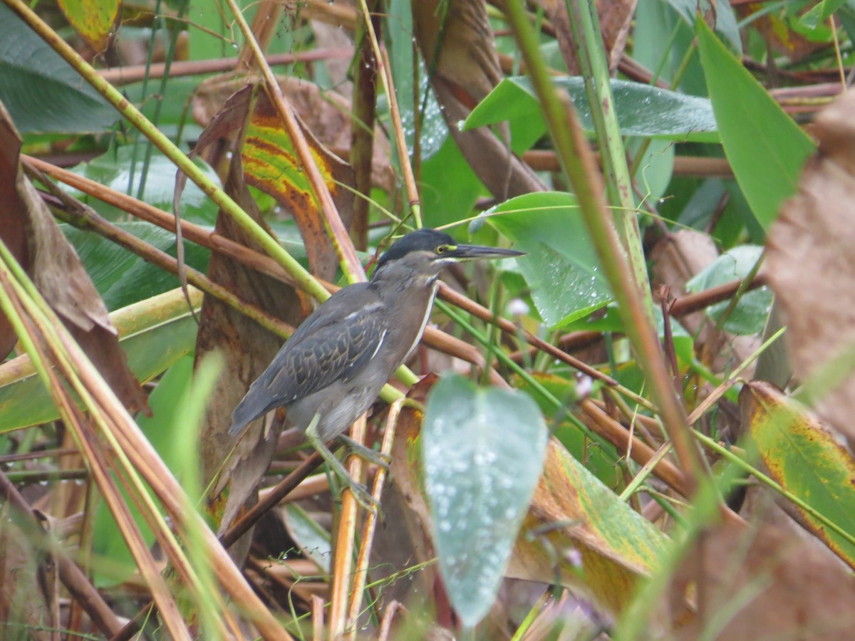 Mangrovereiher - ML638316898