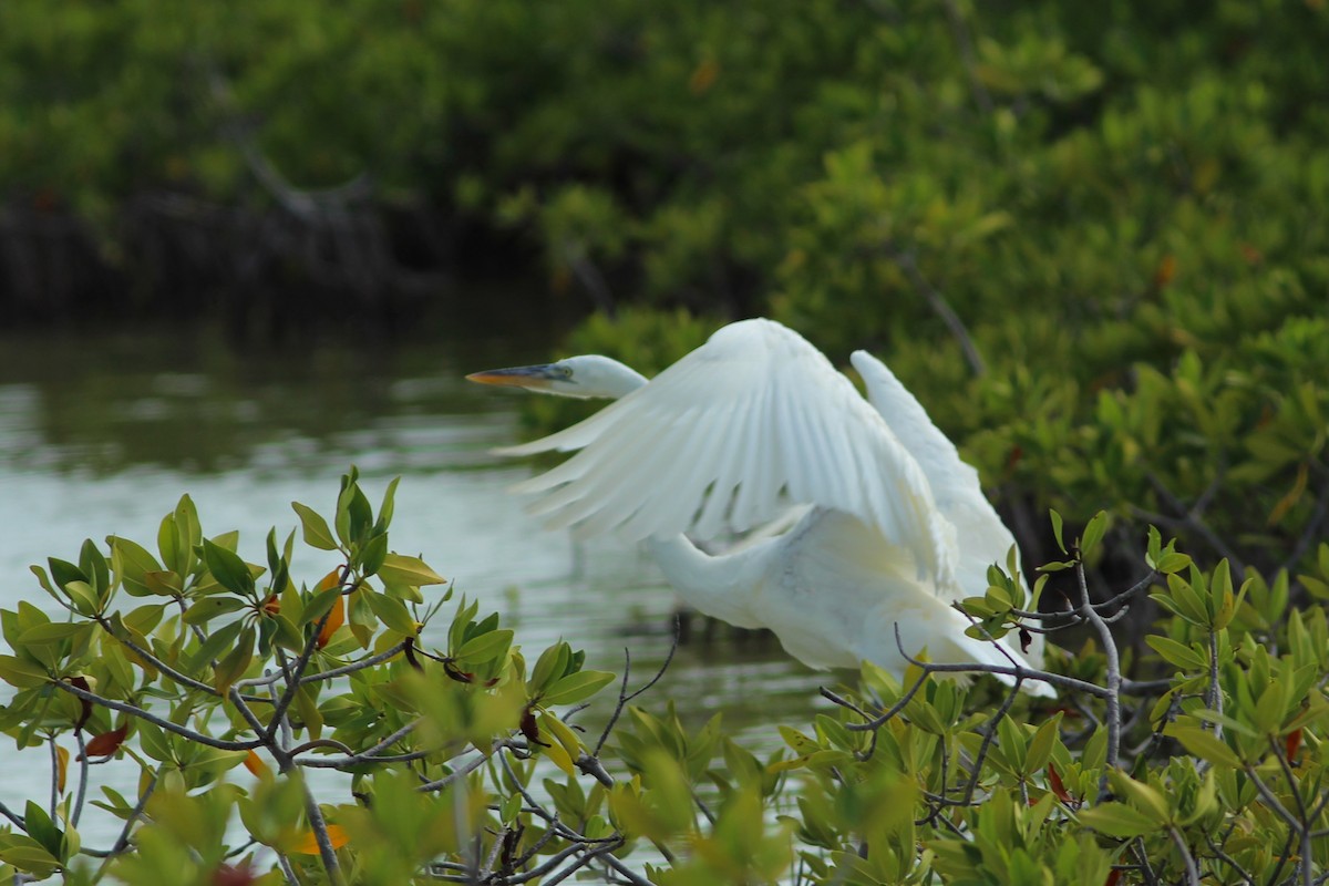 herodiashegre (occidentalis) - ML638316899