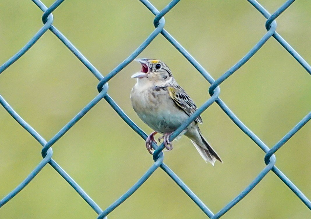 Grasshopper Sparrow - ML638316904