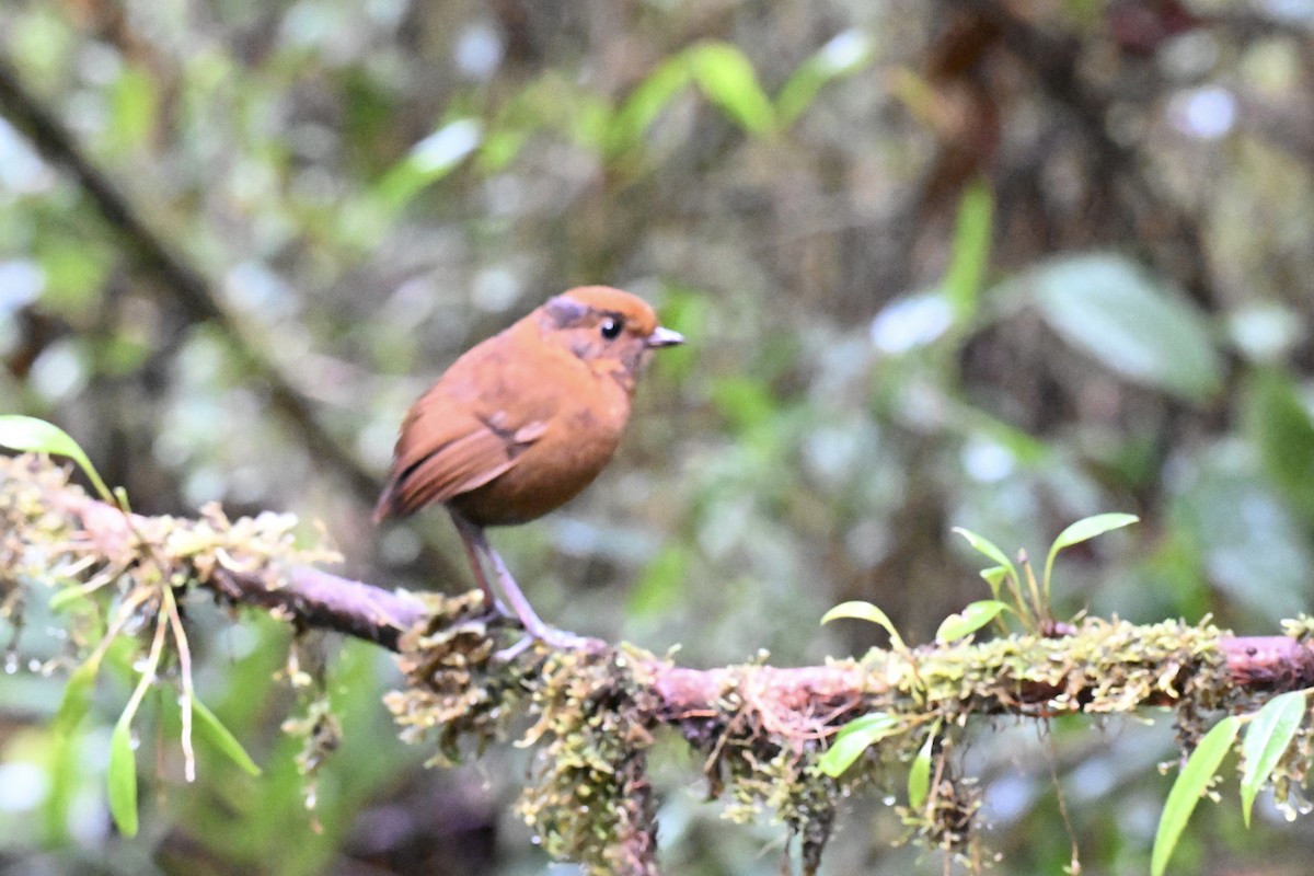 Chestnut Antpitta - ML638316905