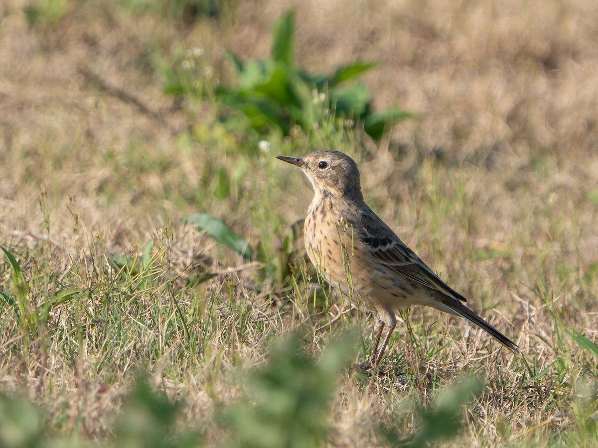 Pipit de Sibérie - ML638316918