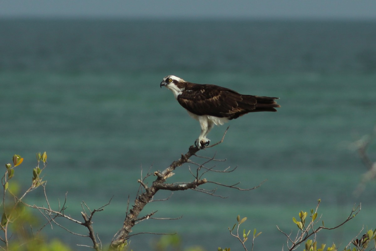 fiskeørn (carolinensis) - ML638316927