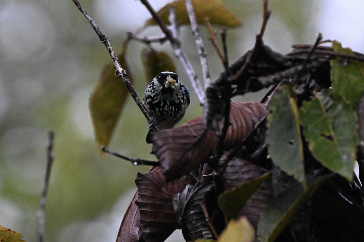 Beryl-spangled Tanager - ML638316935
