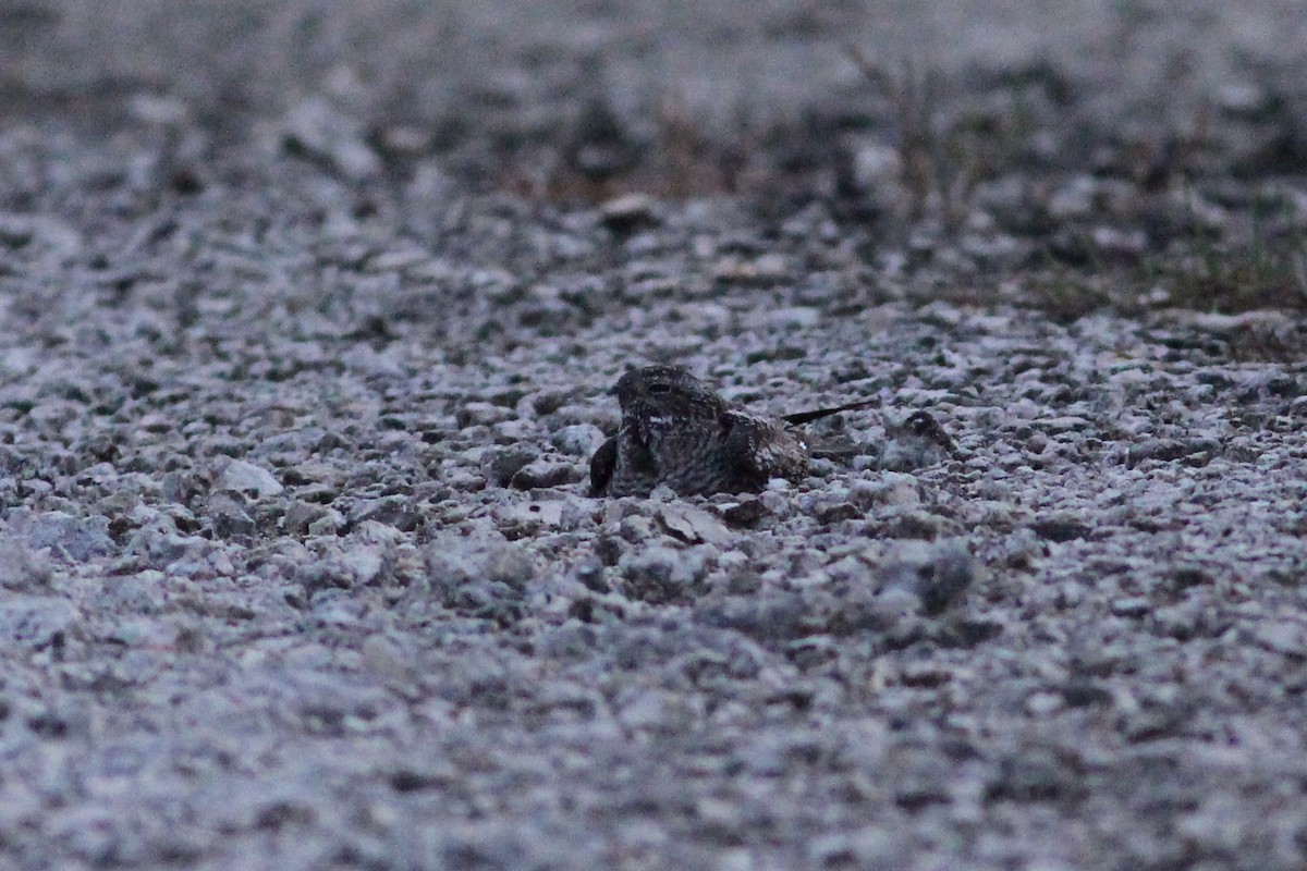 Antillean Nighthawk - ML638316938