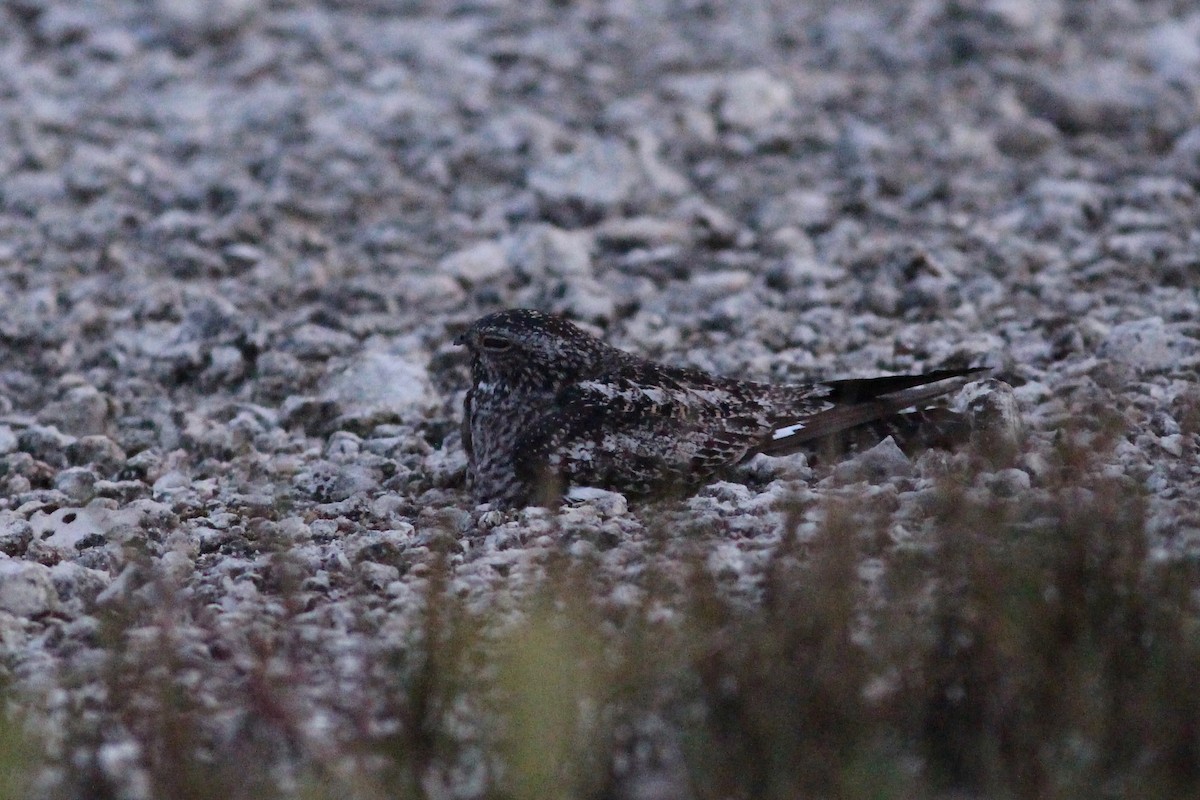 Antillean Nighthawk - ML638316941