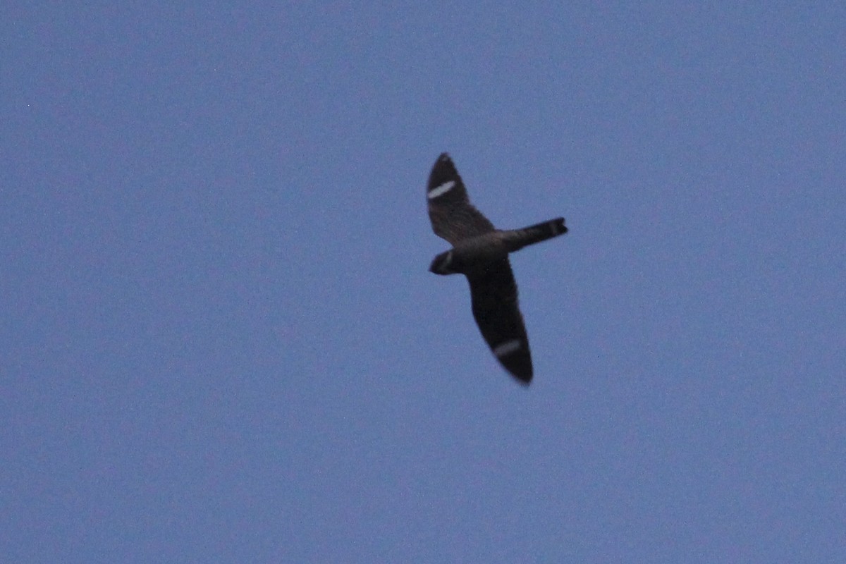 Antillean Nighthawk - ML638316949