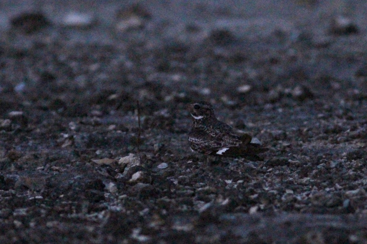Antillean Nighthawk - ML638316951