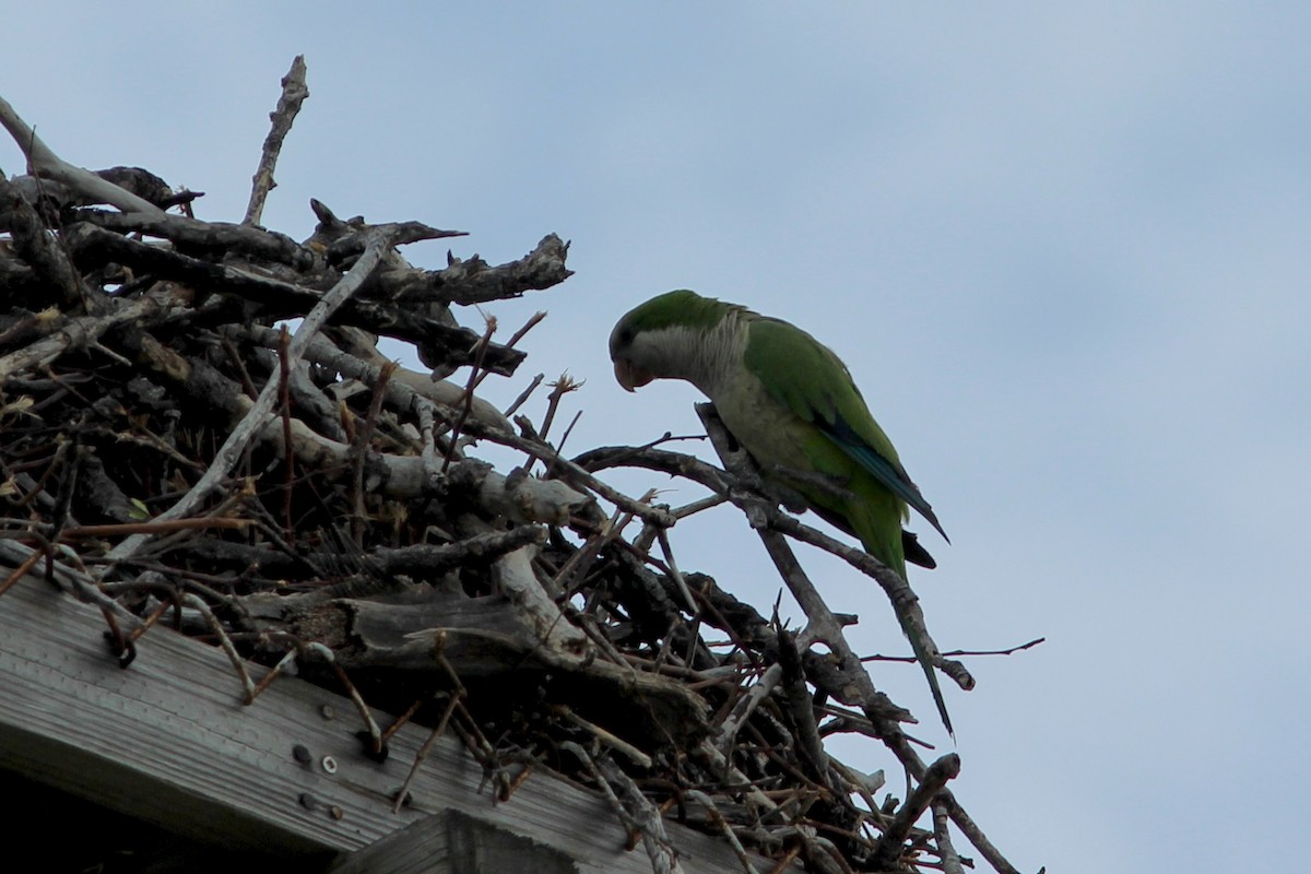 Monk Parakeet - ML638316957