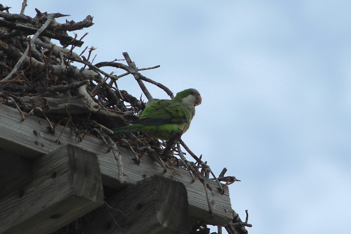 Monk Parakeet - ML638316958