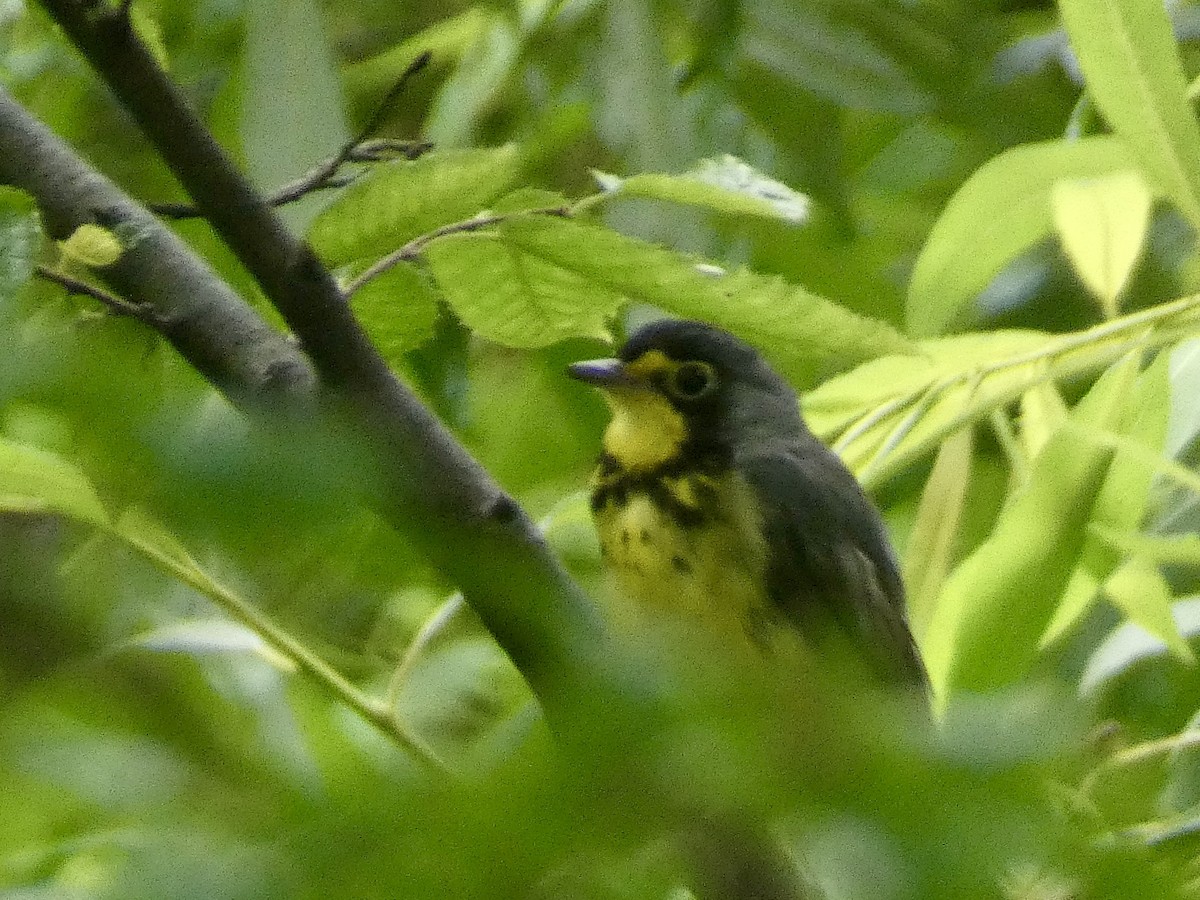 Canada Warbler - ML638316959