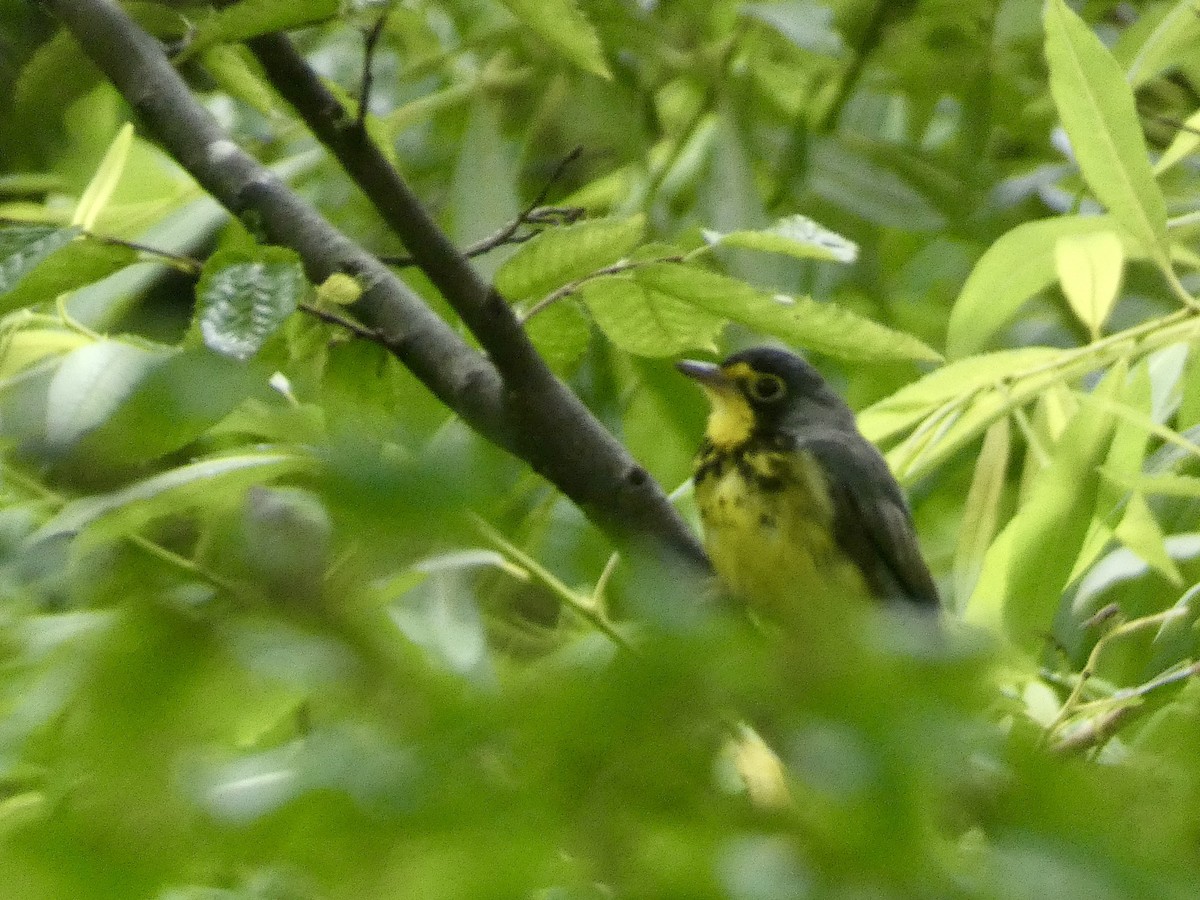 Canada Warbler - ML638316961