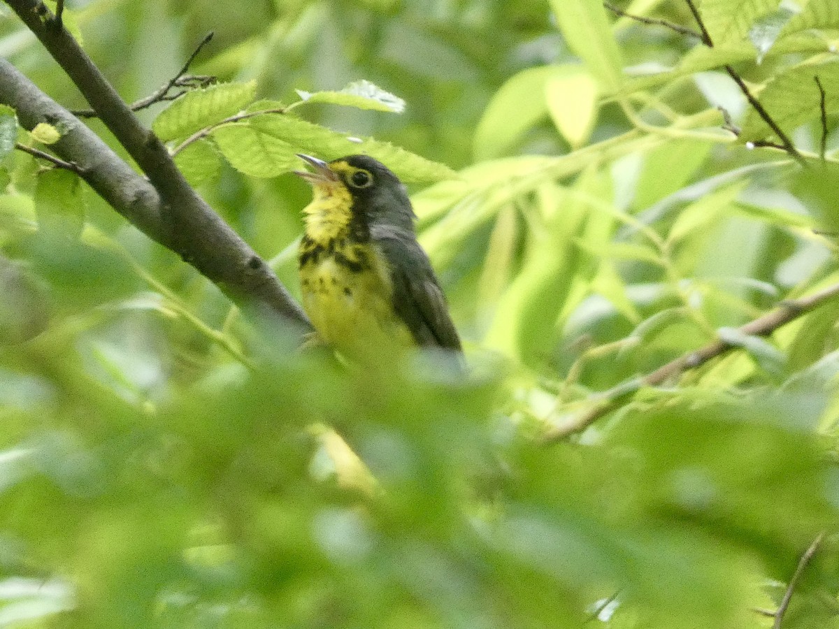Canada Warbler - ML638316962