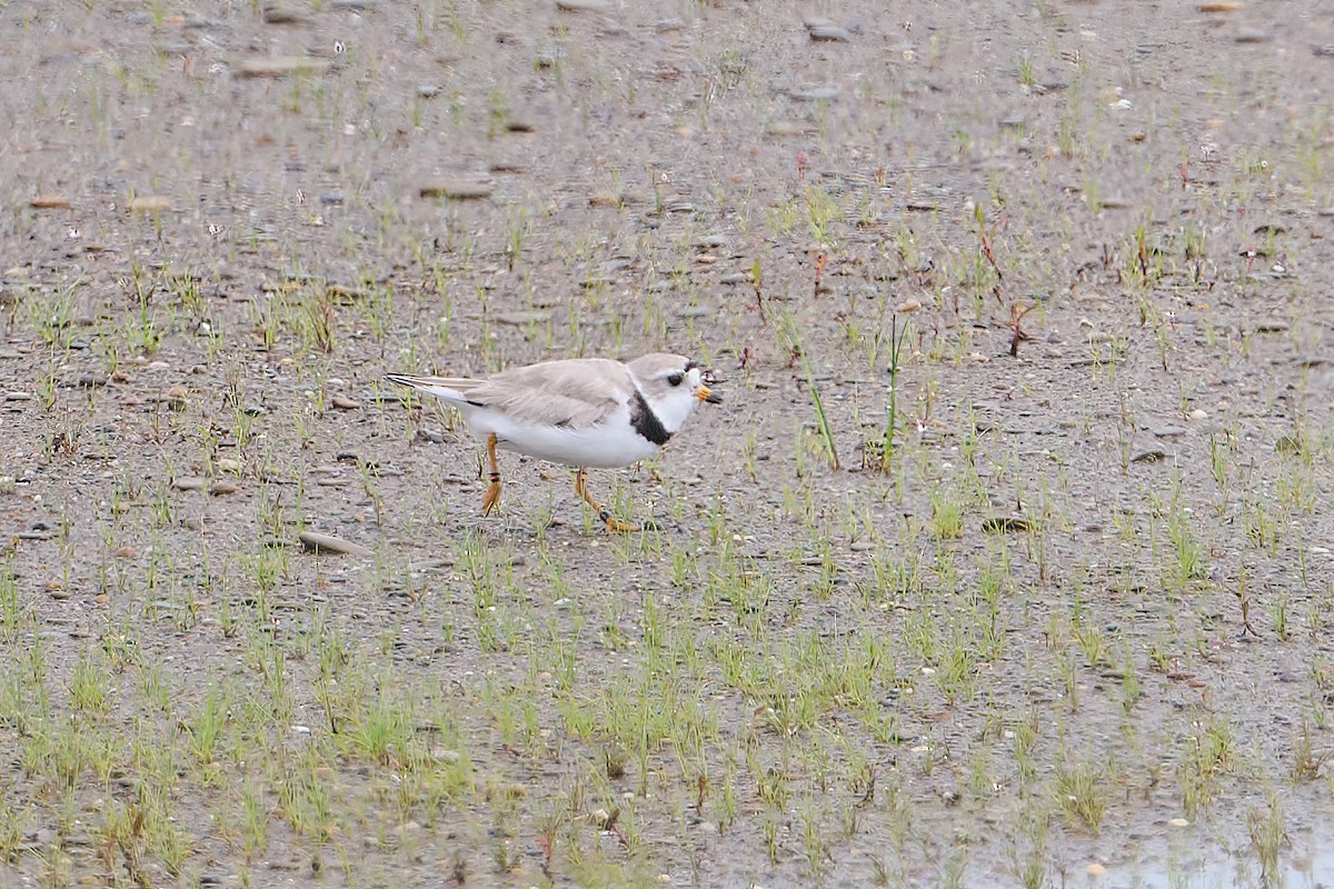 Piping Plover - ML638316963