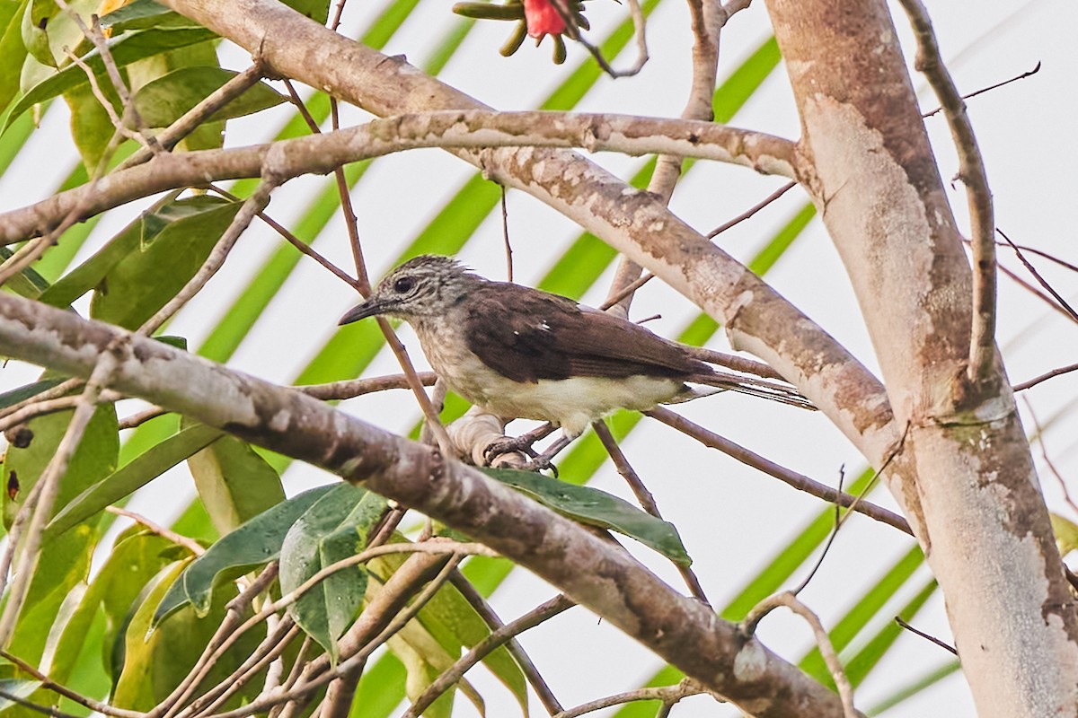 Swamp Greenbul - ML638316965