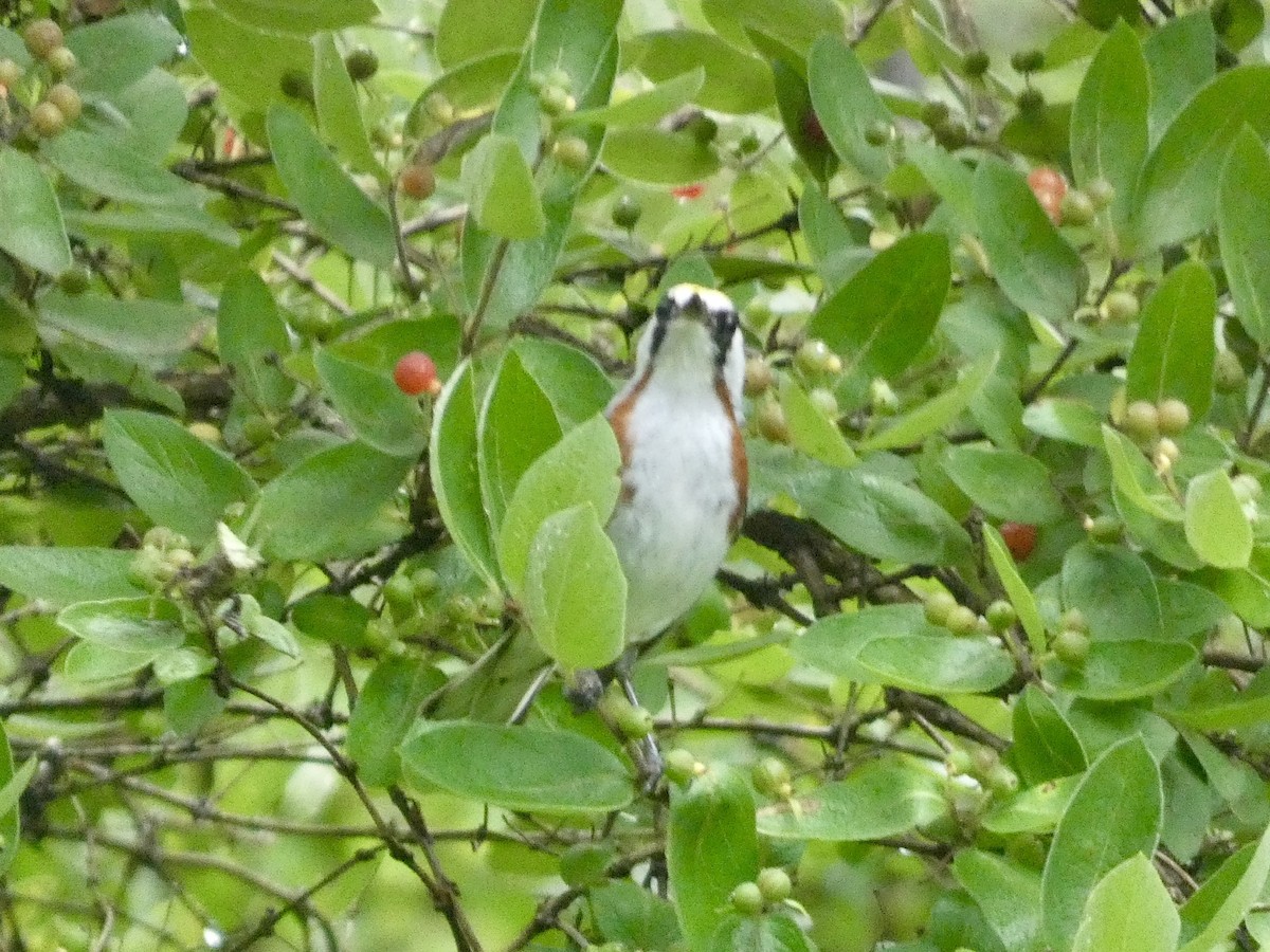 Chestnut-sided Warbler - ML638316966