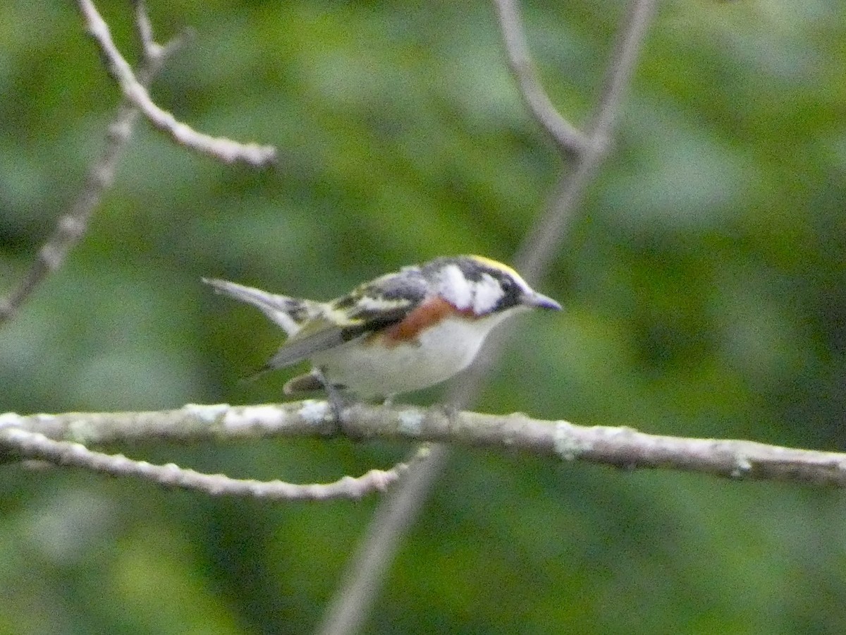 Chestnut-sided Warbler - ML638316967