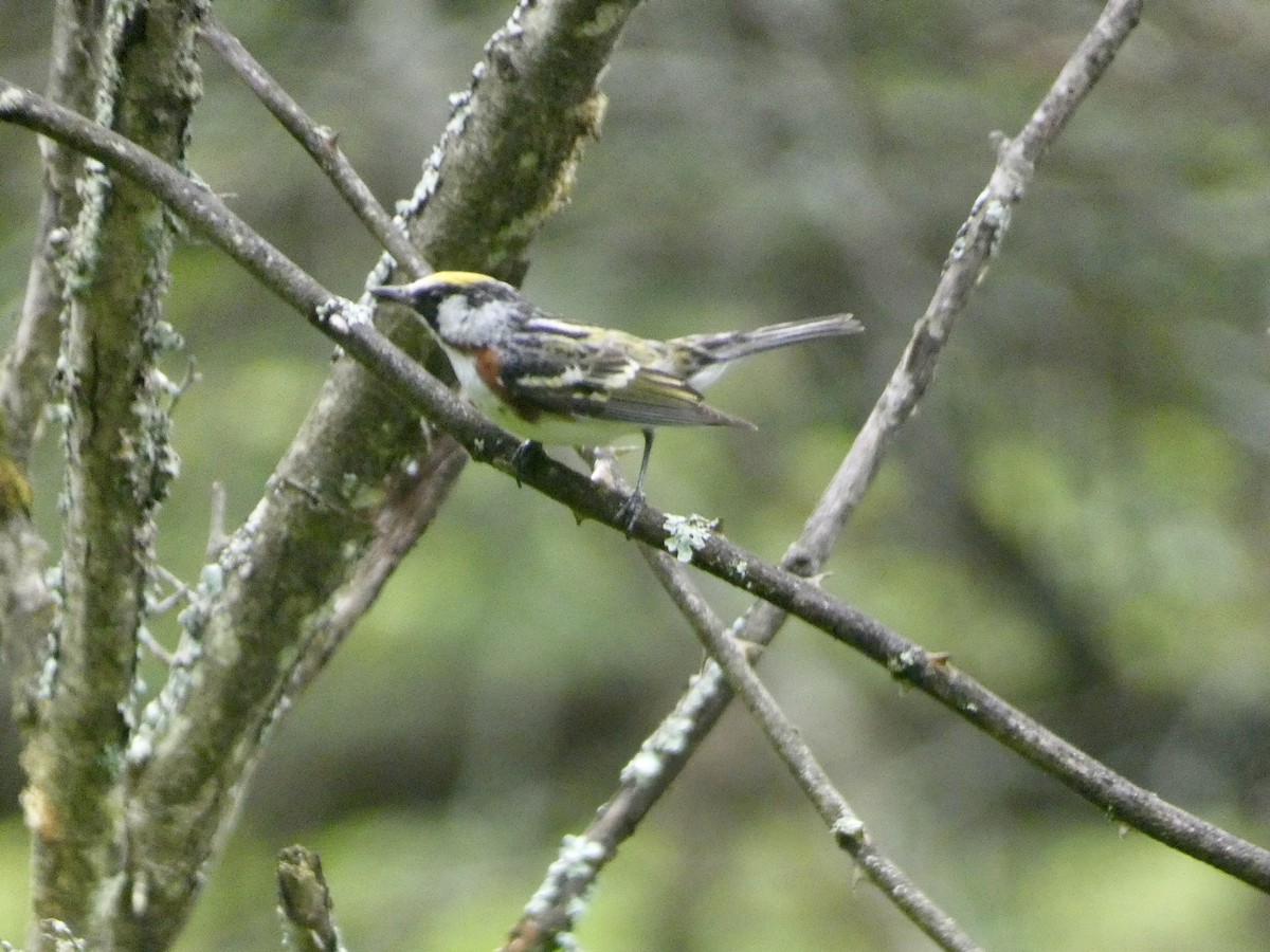 Chestnut-sided Warbler - ML638316968