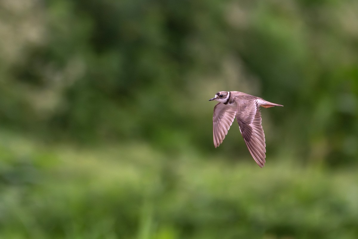 Long-billed Plover - ML638316974