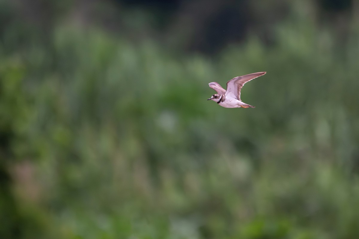 Long-billed Plover - ML638316978
