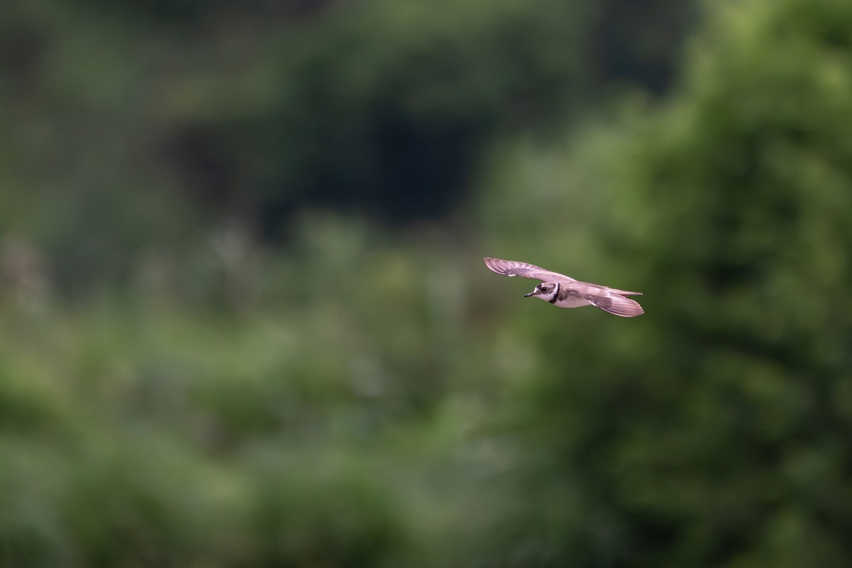 Long-billed Plover - ML638316979