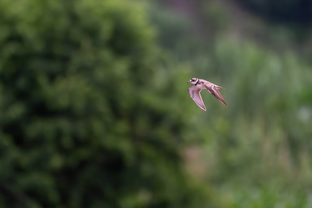 Long-billed Plover - ML638316982