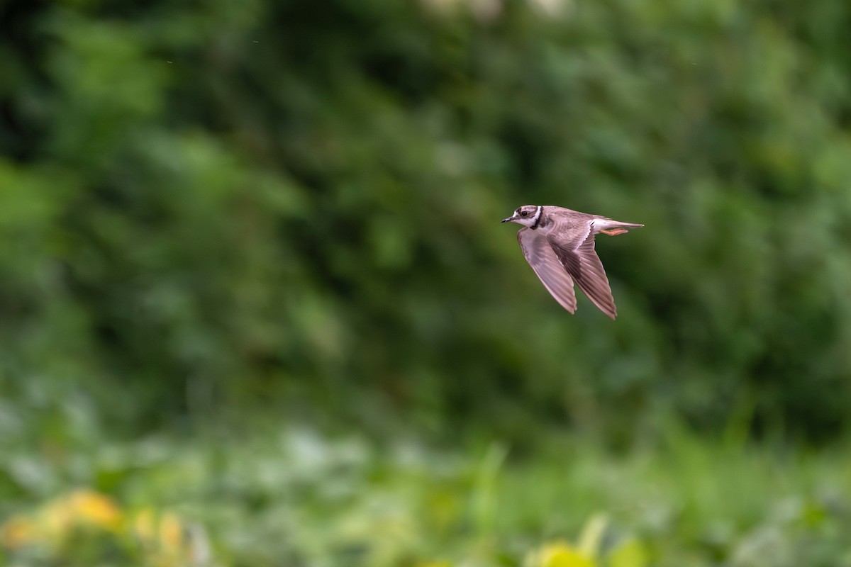 Long-billed Plover - ML638316984