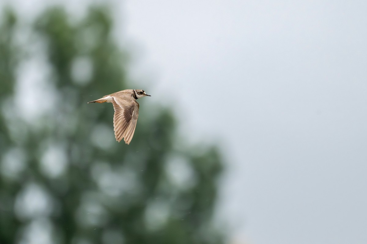 Long-billed Plover - ML638316985