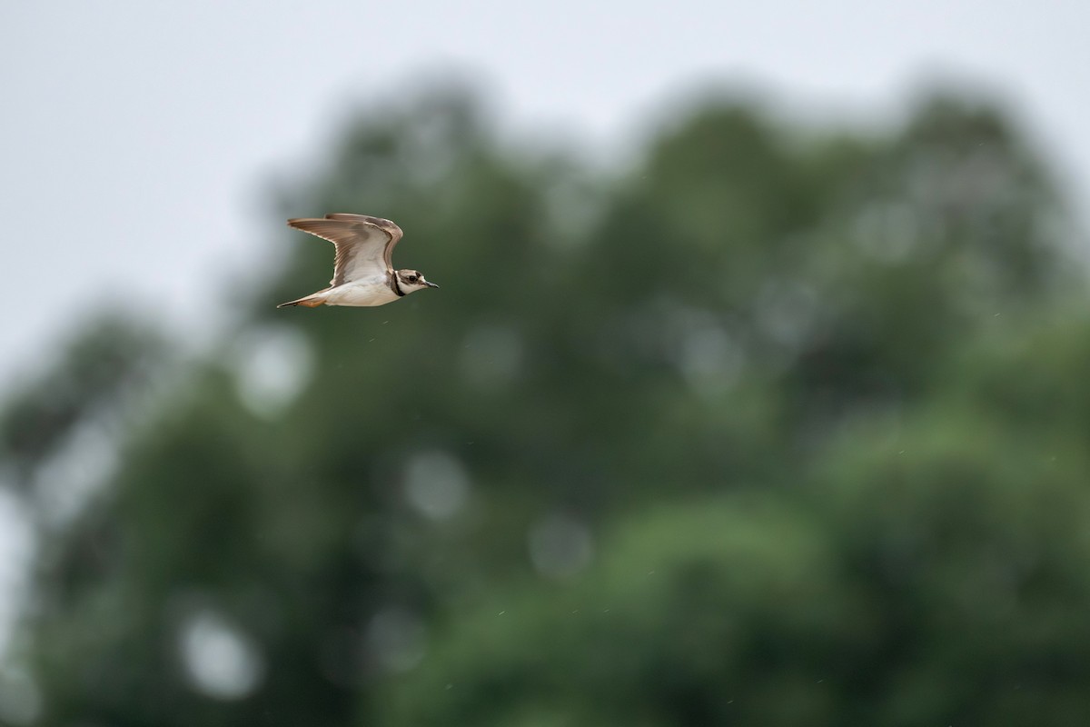 Long-billed Plover - ML638316986