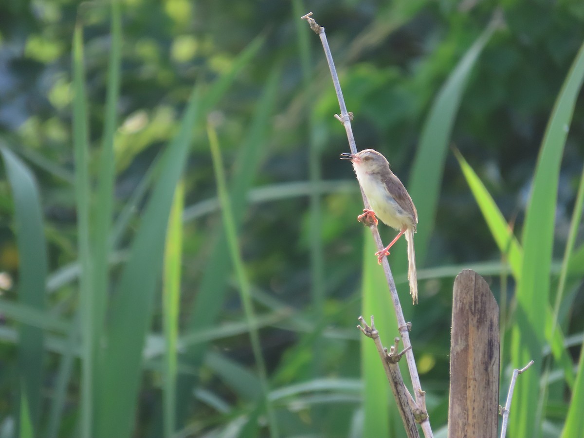 Plain Prinia - ML638316989