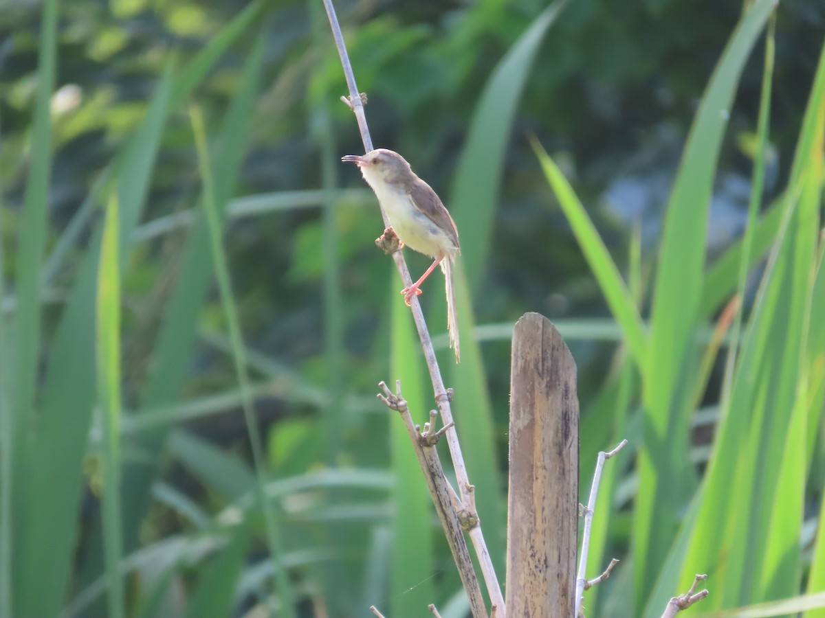 Plain Prinia - ML638316990