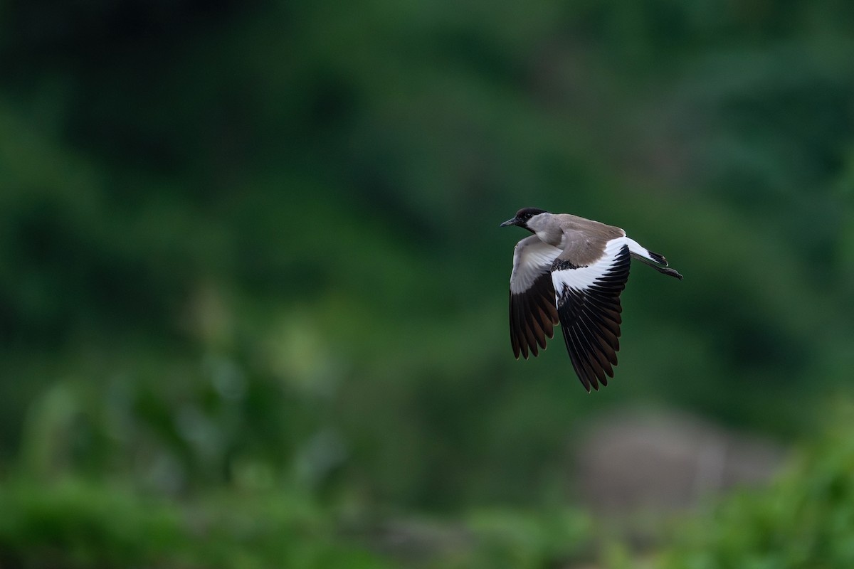 River Lapwing - ML638316992