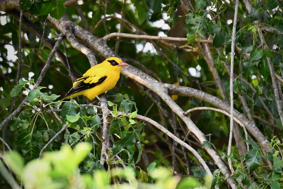 African Golden Oriole - ML638316998