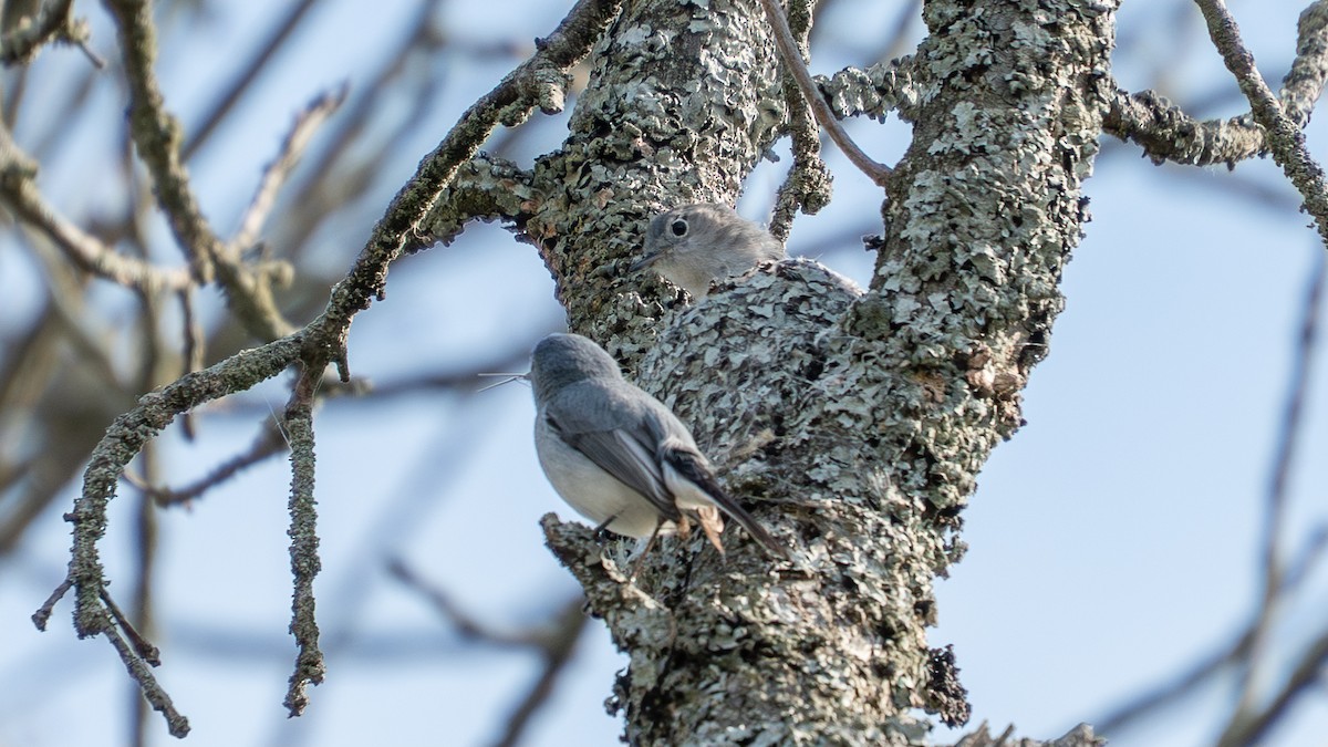 Blue-gray Gnatcatcher - ML638317000